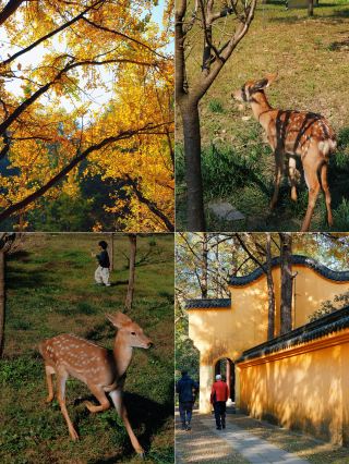 Shanghai and Hangzhou Surroundings｜Not in Nara, but in Zhuji