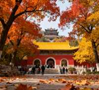 千佛山登高賞秋指南｜藏在城市裡的絕美秋色，錯過等一年！