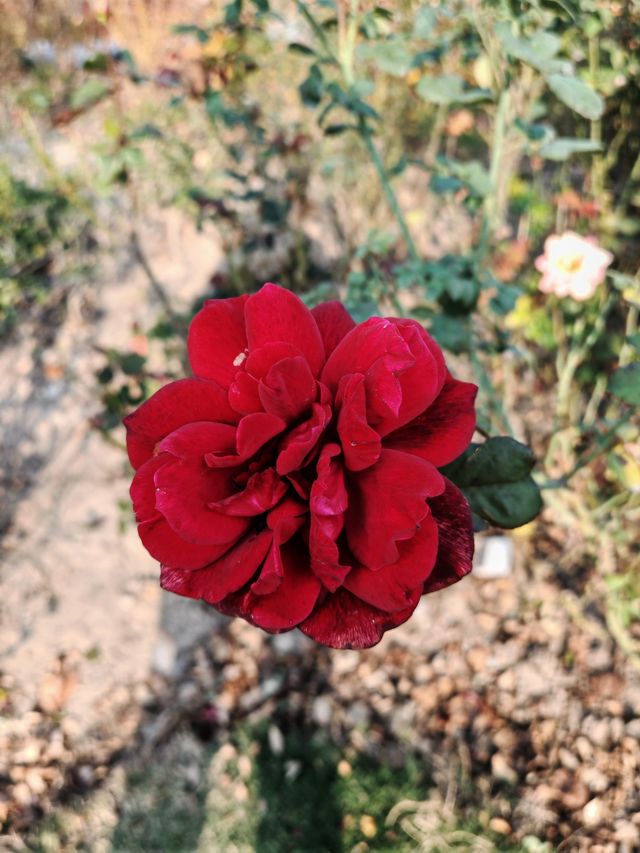 魔都植物園必看攻略櫻花季省時省力玩法