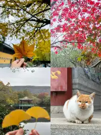 鐘山景區一日遊攻略 反方向路線避開人流