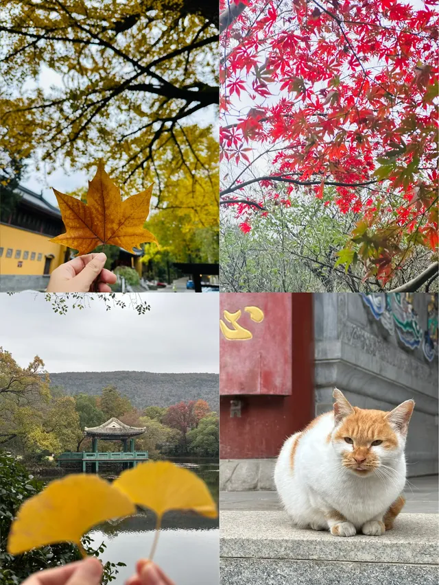 鐘山景區一日遊攻略 反方向路線避開人流