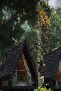 嶺南深秋別錯過！南崑竹海秘境慢享秋光