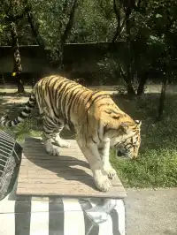 上海野生動物園30歲免費！週末遛娃聖地！