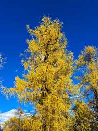 四川黨嶺徒步7日全記錄，秘境穿越指南