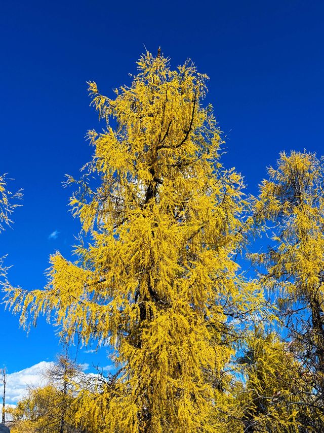 四川黨嶺徒步7日全記錄，秘境穿越指南
