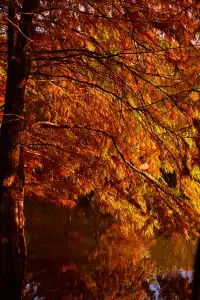 南京明孝陵燕雀湖水杉，油畫般的秋天