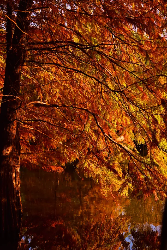 南京明孝陵燕雀湖水杉，油畫般的秋天
