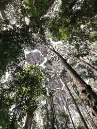 KL半小時逃進世界自然遺產遇見國鳥