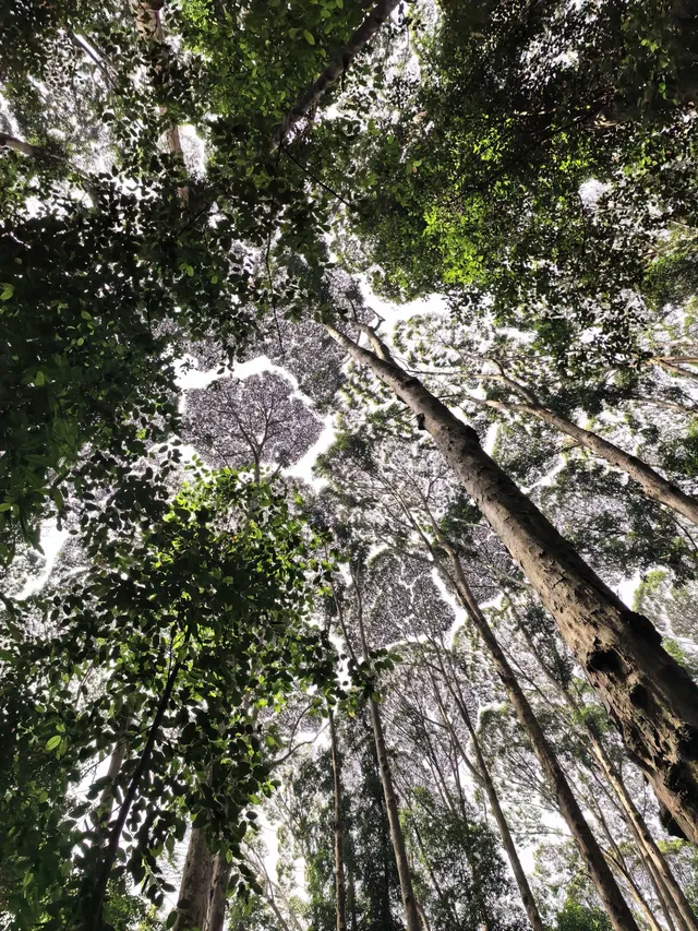 KL半小時逃進世界自然遺產遇見國鳥 KL半小時逃進世界自然遺產遇見國鳥
