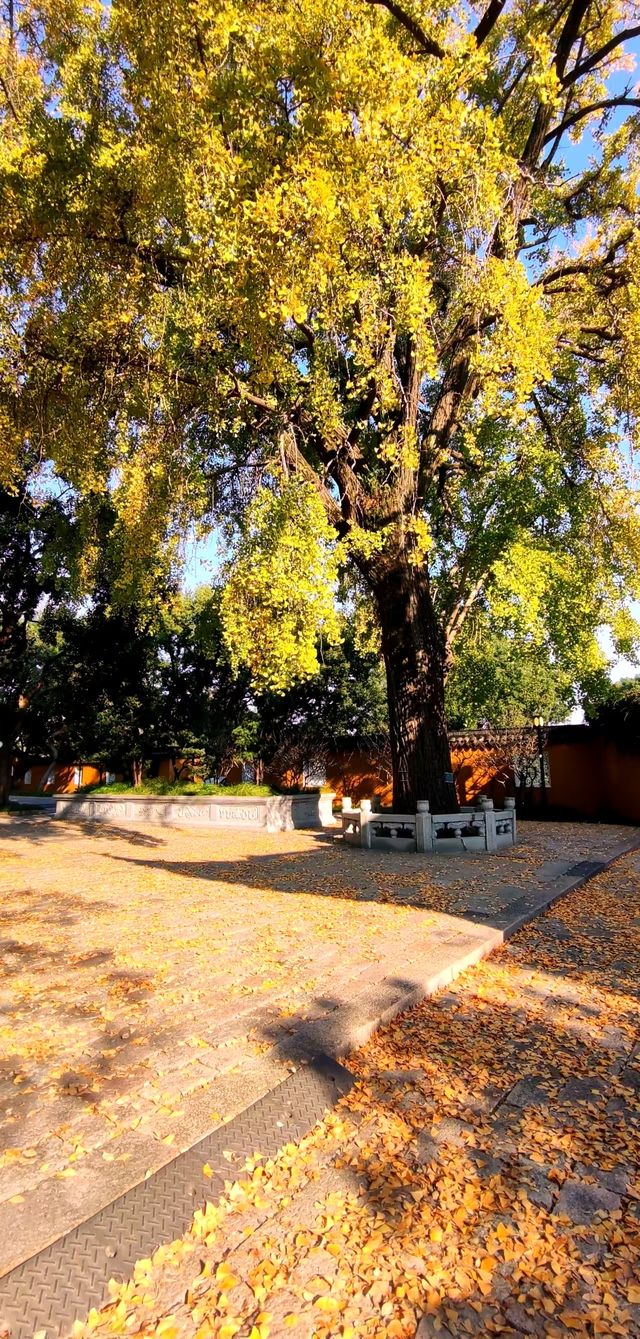 治平寺裡一片金黃