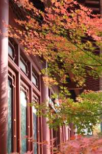 又到了武漢這個公園最美的時候