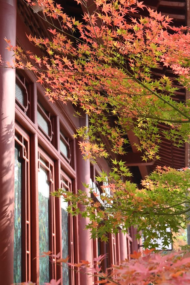 又到了武漢這個公園最美的時候 又到了武漢這個公園最美的時候