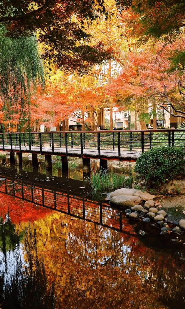 12.3上海超絕!延中綠地楓葉銀杏 12.3上海超絕!延中綠地楓葉銀杏