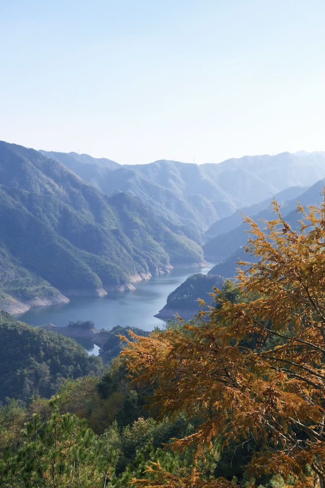 賞秋倒計時,四明山再不去葉子都謝完了 賞秋倒計時,四明山再不去葉子都謝完了