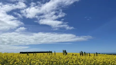 The Canola Flower Sea in New Zealand is as beautiful as a painting — traveler post in Timaru