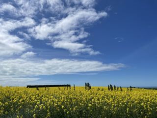 ทะเลดอกคาโนล่าของนิวซีแลนด์สวยงามราวกับภาพวาด