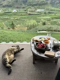 武夷山週末遊|兩日一晚吸氧飲茶計劃🫖