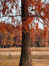 12月8日四明湖紅杉林紅度100%最佳觀賞期！