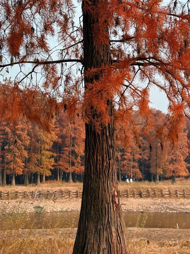 12月8日四明湖紅杉林紅度100%最佳觀賞期！