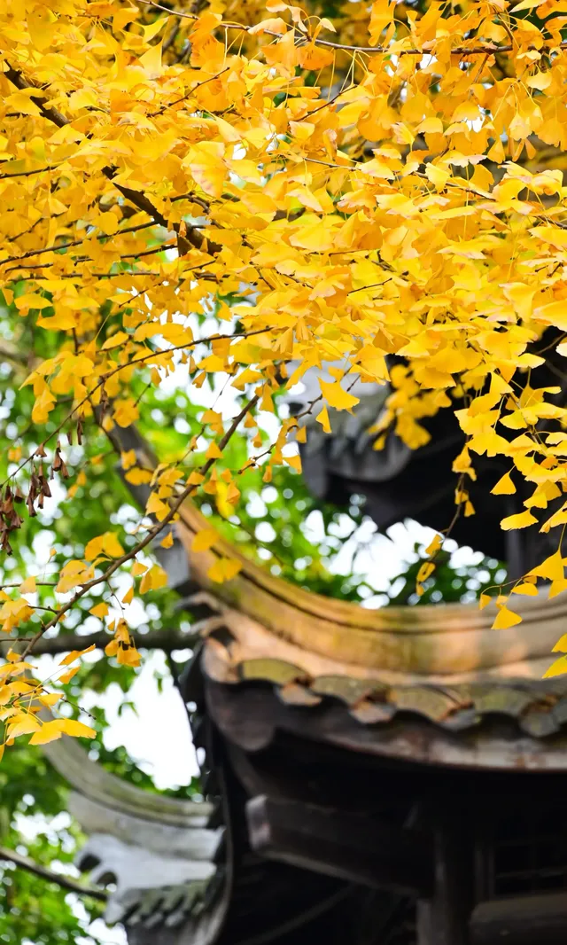 不是蘇州園林，是成都易園