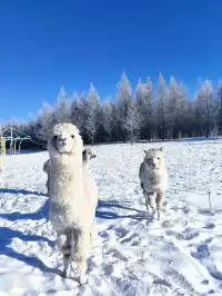 放棄哈爾濱了,帶娃衝高鐵直達的烏蘭布統