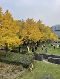 世博公園限時銀杏，週末快衝| 附機位攻略