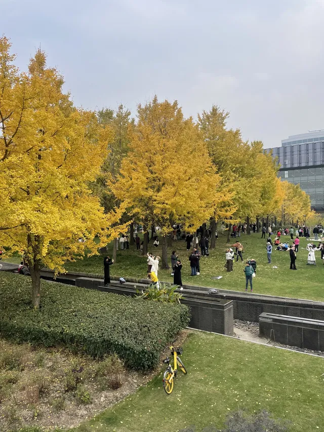 世博公園限時銀杏，週末快衝| 附機位攻略