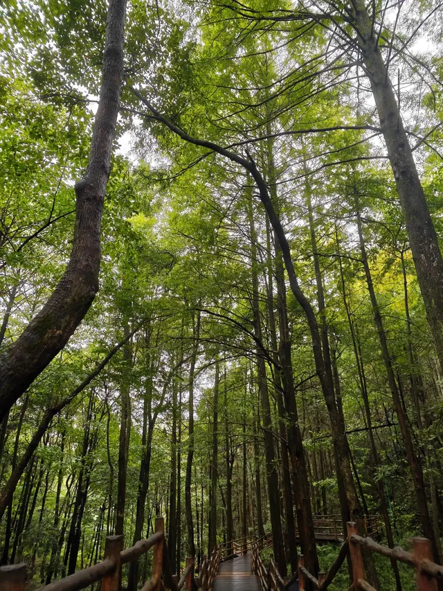 張家界24h|從仙境跌入千年非遺夜宴 張家界24h|從仙境跌入千年非遺夜宴