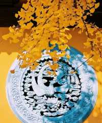 深秋遍地|滬上朱家角|報國寺