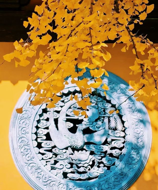 深秋遍地|滬上朱家角|報國寺 深秋遍地|滬上朱家角|報國寺