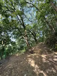 重慶主城!最喜歡的citywalk路線好治癒…