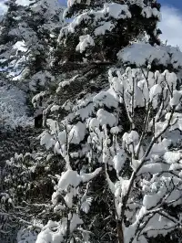 廣東高鐵1.5h直達！莽山霧淞不爬山攻略