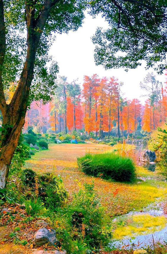 杉舞金虹·武漢植物園初冬畫冊 杉舞金虹·武漢植物園初冬畫冊