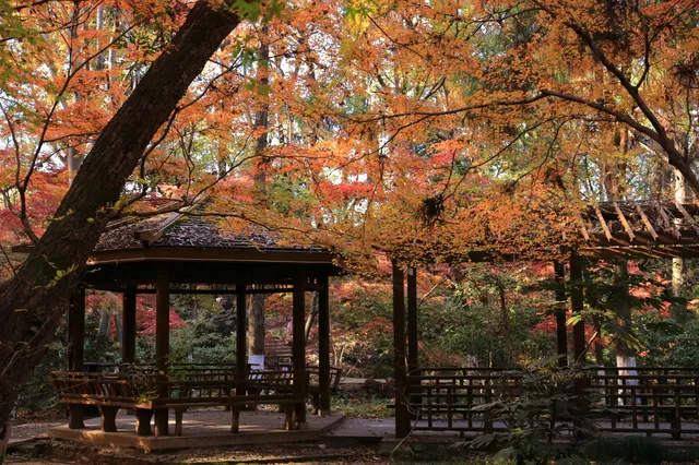 12.3|虞山紅楓進度99% (附路線圖 12.3|虞山紅楓進度99% (附路線圖