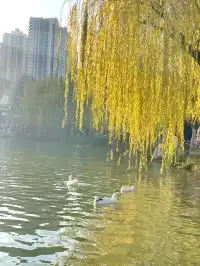 西安興慶宮｜在皇家園林裡接住最後一捧銀杏