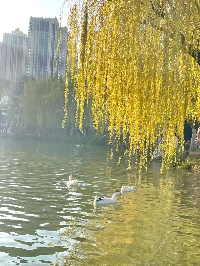 西安興慶宮｜在皇家園林裡接住最後一捧銀杏