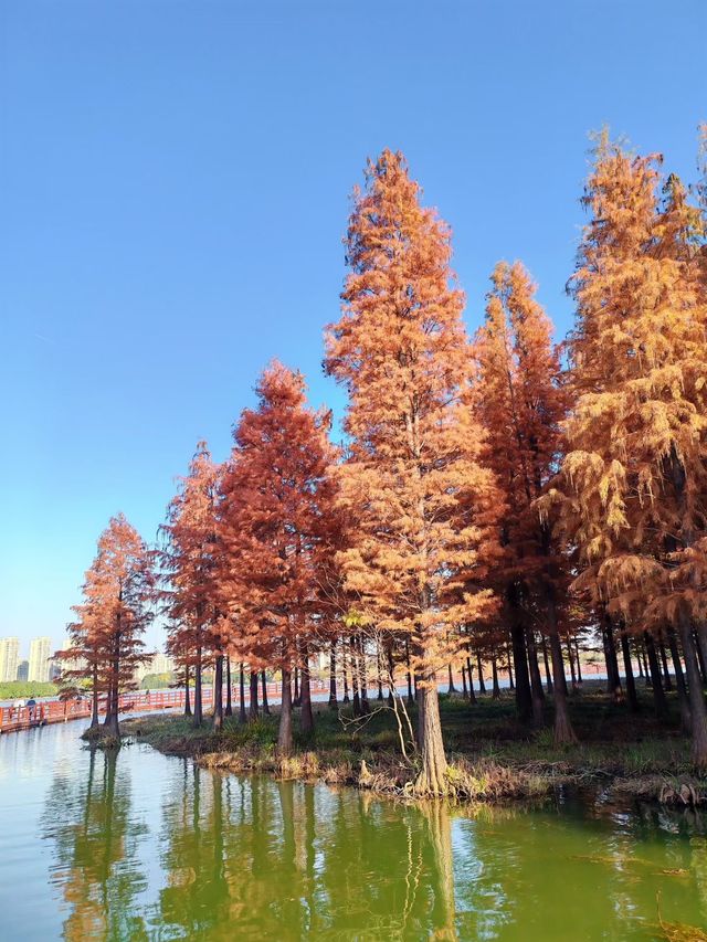 闖入紅衫秘境,開啟浪漫划船之旅 闖入紅衫秘境,開啟浪漫划船之旅