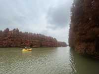 藏在上海的仙蹤之境!海灣國家森林公園美成童話世界