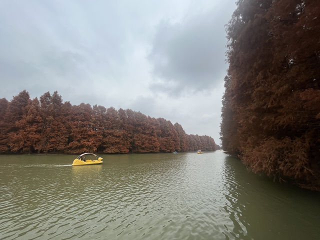 藏在上海的仙蹤之境!海灣國家森林公園美成童話世界 藏在上海的仙蹤之境!海灣國家森林公園美成童話世界