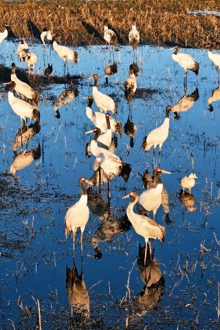 Гид по наблюдению за птицами зимой в Национальном водно-болотном парке Суохуанцан, Бицзе, провинция Гуйчжоу.