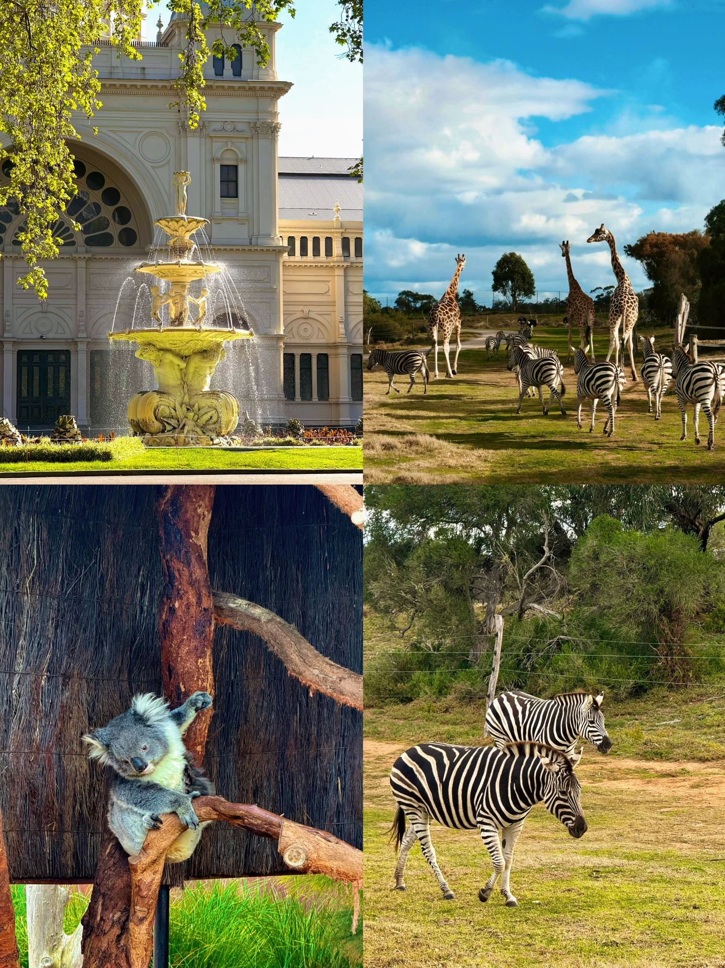 Australia's top hotspot Melbourne! Hiding the romantic and healing vibes of the Southern Hemisphere