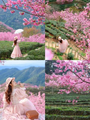 Прогулка по чайным холмам сакуры