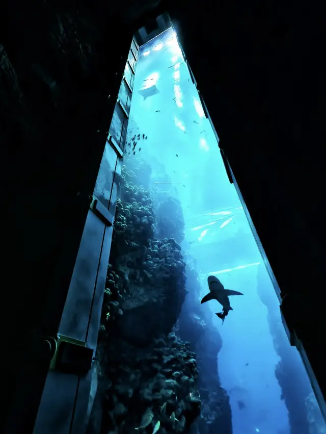 Absolutely stunning!! No wonder it's the world's largest underwater world