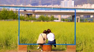 8 Must-See Canola Flower Festivals in South Korea This Spring