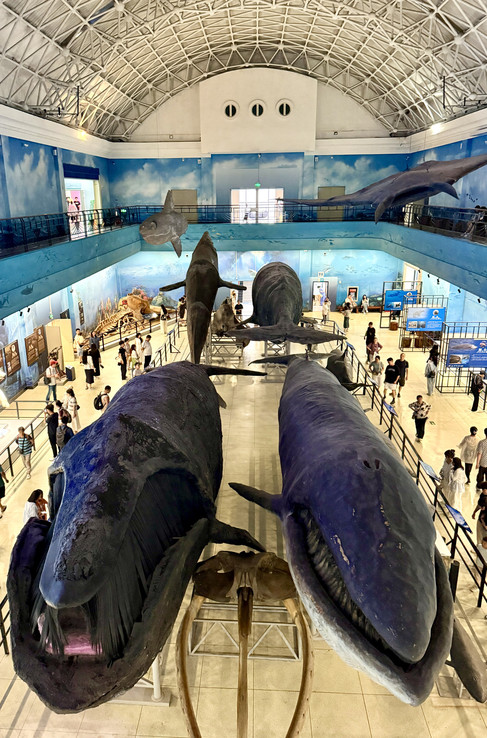 大連自然史博物館｜20万点の遺物で辿る深海探査の旅 | Trip.com 大連