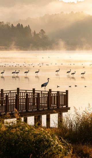  念湖の穴場湿地｜朝霧、クロヅルと湖面の映り込みが本当に静か