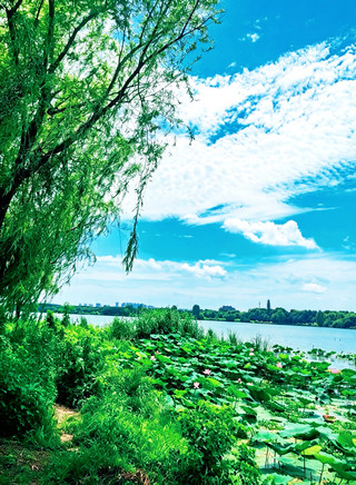 Wuhan locals, stop crowding East Lake! The lotus sea at Tangxun Lake is the real top choice