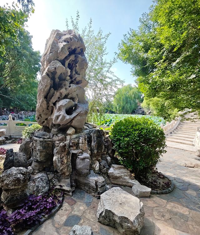 保定美景“蓮漪夏艷”:古蓮花池