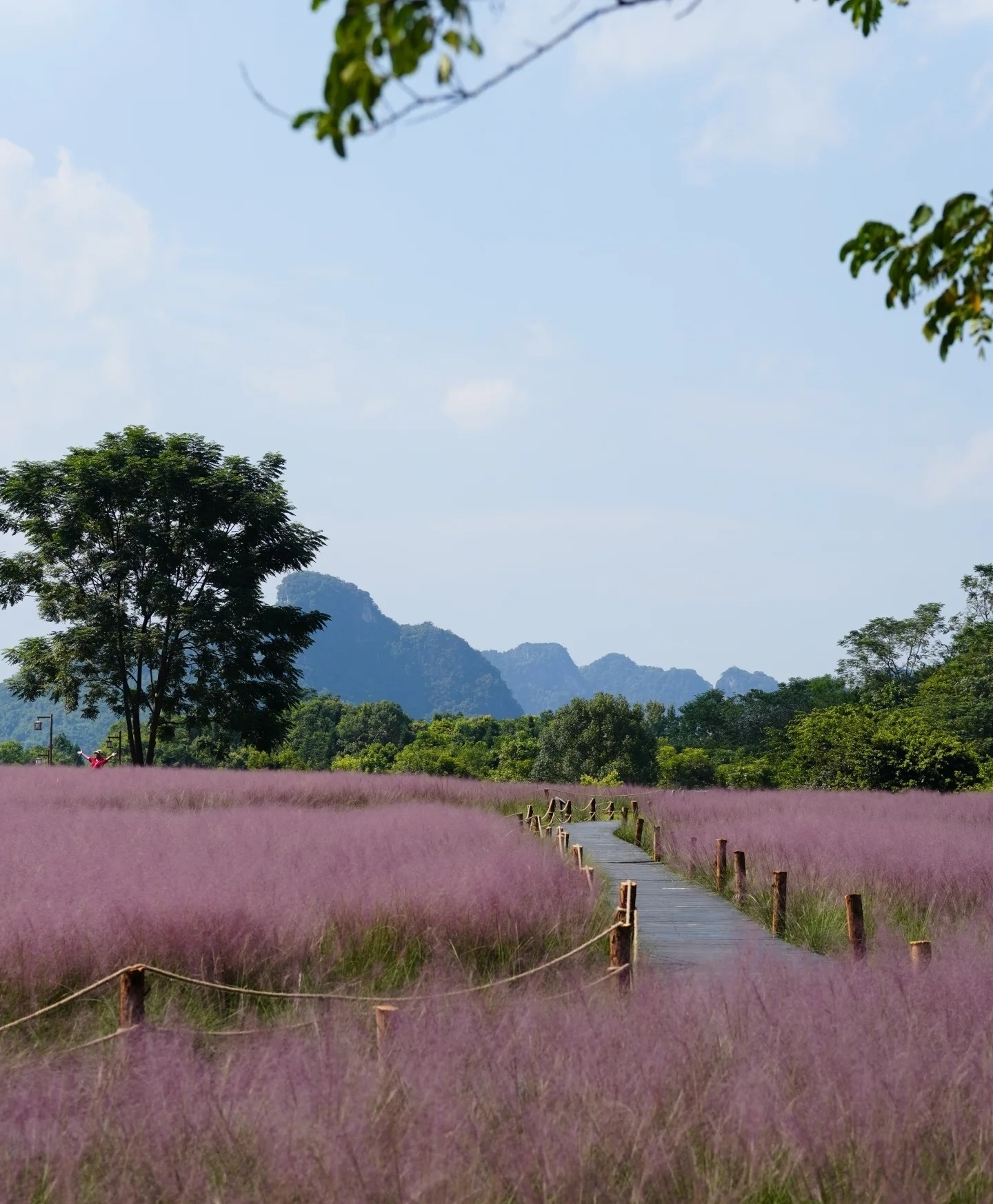 Autumn in Yingde: A leisurely stroll through the peak forests and pink grasses