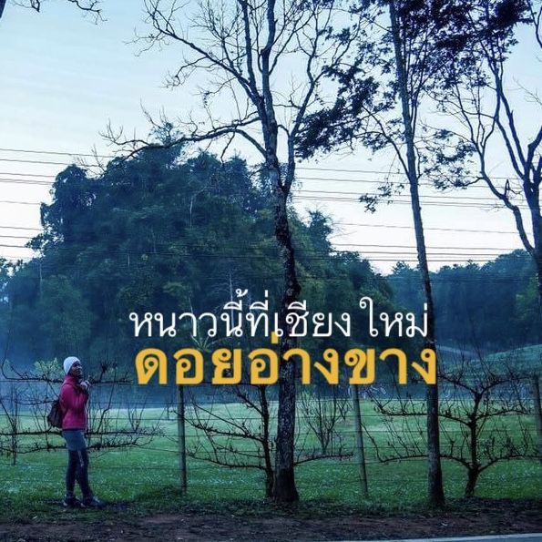 หนาวนี้ที่เขียงใหม่ หนาวสะใจที่ดอยอ่างขาง